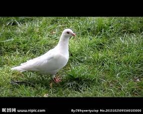 拍鸽视频,拍鸽视频中的鸽舞瞬间