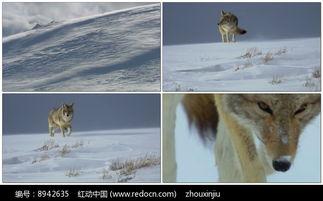 狼视频下载,解锁海量影视资源，畅享观影新体验