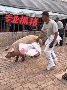 喂猪视频,喂猪视频里的温馨时光