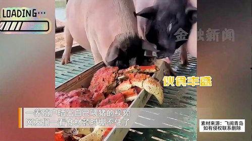 喂猪视频,喂猪视频里的温馨时光
