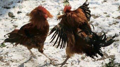 别鸡的视频,揭秘生活趣味瞬间,笑点满满