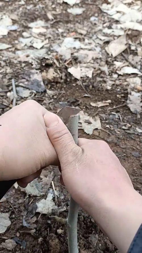 核桃芽接嫁接技术视频,高效嫁接新技能大揭秘