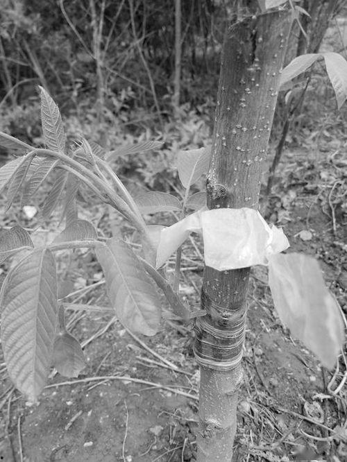 核桃芽接嫁接技术视频,高效嫁接新技能大揭秘