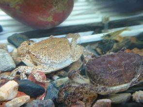 螃蟹蜕皮视频,自然界的神奇蜕变瞬间